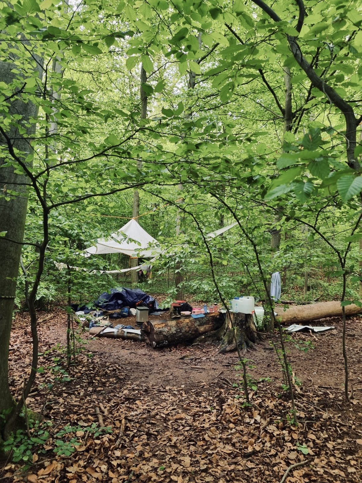 Ein Waldplatz mit Zeltplane zwischen den Bäumen
